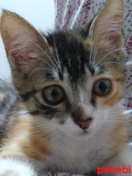 Tekir Kedi, Kedi  Maviş fotoğrafı