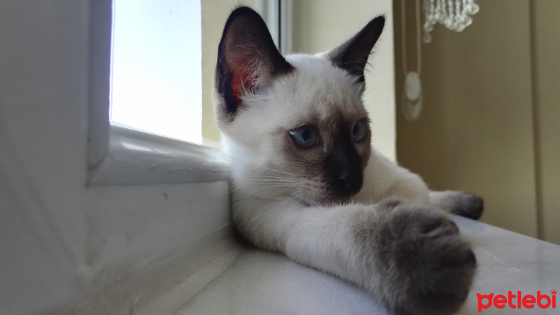 Siyam Kedisi, Kedi  Hürrem fotoğrafı