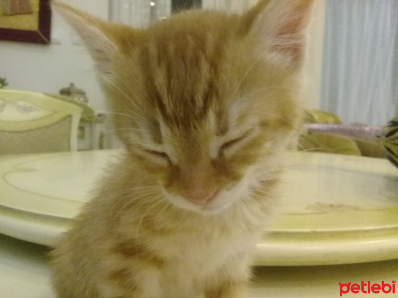 Soke, Kedi  Salep fotoğrafı