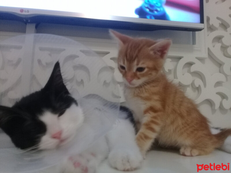 Soke, Kedi  Salep fotoğrafı