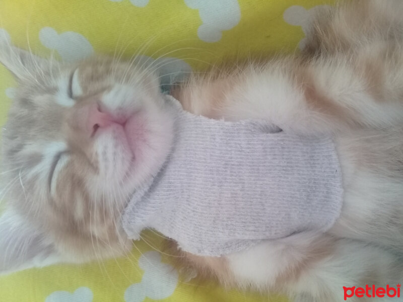 Soke, Kedi  Salep fotoğrafı