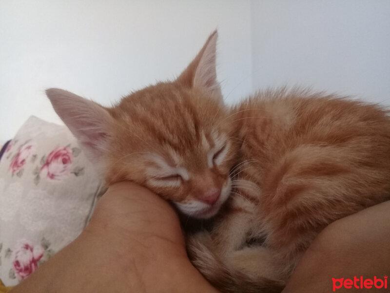 Soke, Kedi  Salep fotoğrafı