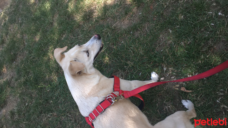 Labrador Retriever, Köpek  Reina fotoğrafı