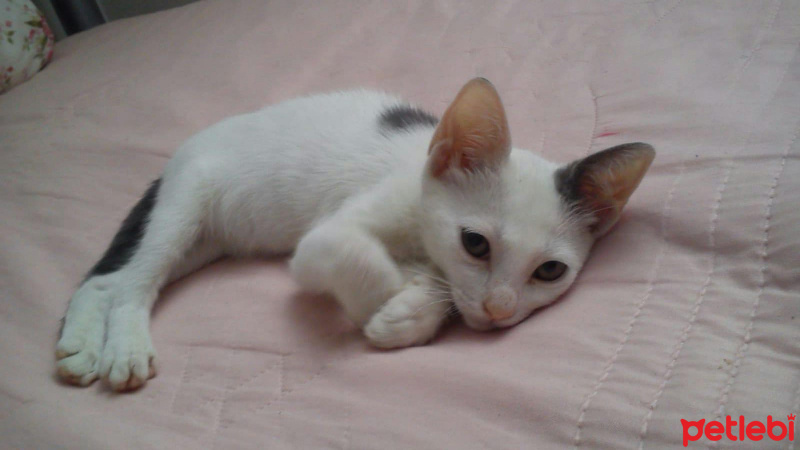 American Shorthair, Kedi  Nesrin fotoğrafı