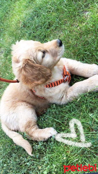 Golden Retriever, Köpek  Cash fotoğrafı
