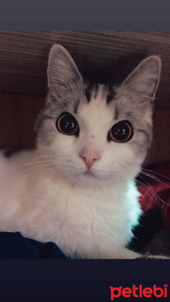 Scottish Fold, Kedi  Ciguli fotoğrafı