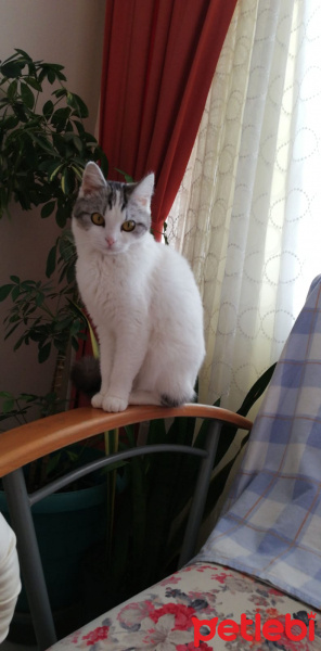 Scottish Fold, Kedi  Ciguli fotoğrafı