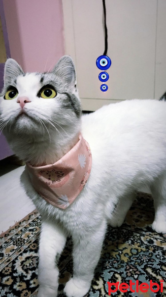 Scottish Fold, Kedi  Ciguli fotoğrafı