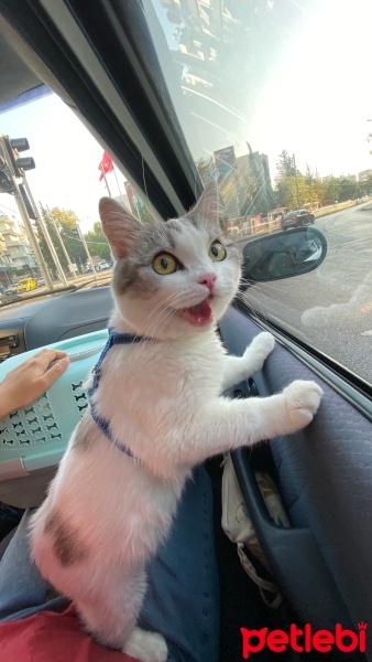 Scottish Fold, Kedi  Ciguli fotoğrafı