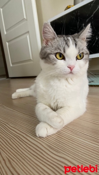 Scottish Fold, Kedi  Ciguli fotoğrafı