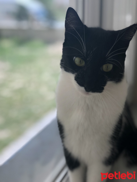 Tuxedo (Smokin) Kedi, Kedi  Cesur fotoğrafı
