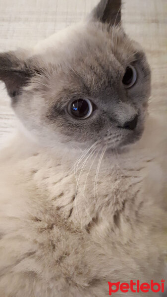 British Shorthair, Kedi  Mavi fotoğrafı