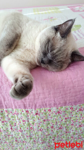 British Shorthair, Kedi  Mavi fotoğrafı