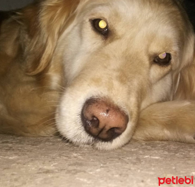 Golden Retriever, Köpek  Şeker fotoğrafı