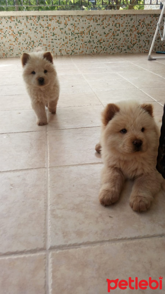 Chow Chow (çin Aslanı), Köpek  Şila fotoğrafı