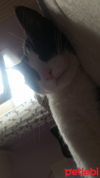Tekir Kedi, Kedi  Fikriye fotoğrafı