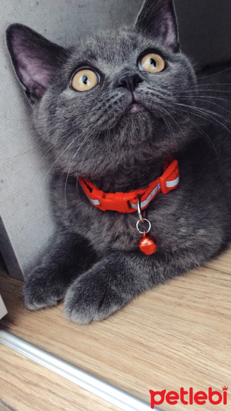 British Shorthair, Kedi  Mia fotoğrafı