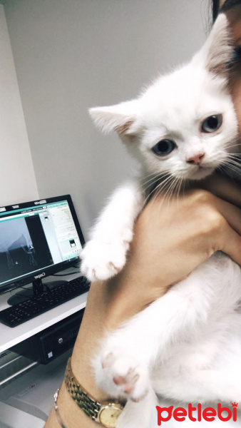 British Shorthair, Kedi  Leo fotoğrafı