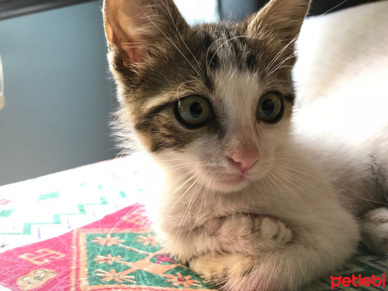Tekir Kedi, Kedi  Midas fotoğrafı