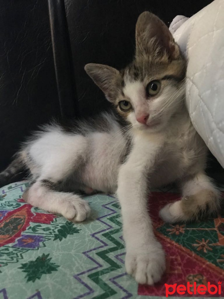 Tekir Kedi, Kedi  Midas fotoğrafı
