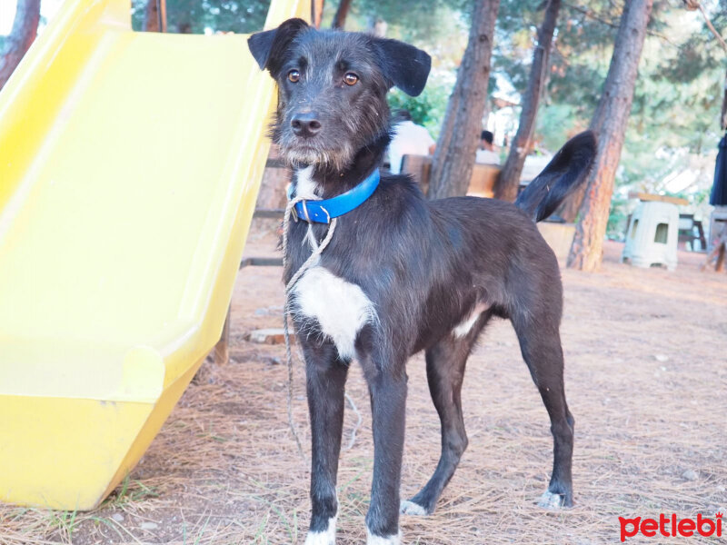 Alman Kalın Tüylü Pointer, Köpek  İmsi fotoğrafı