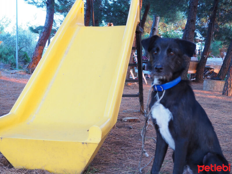 Alman Kalın Tüylü Pointer, Köpek  İmsi fotoğrafı