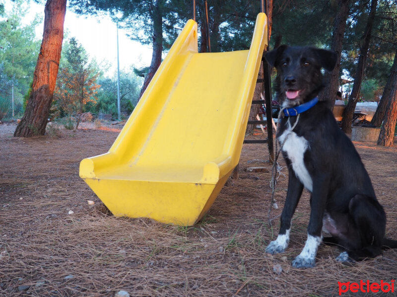 Alman Kalın Tüylü Pointer, Köpek  İmsi fotoğrafı