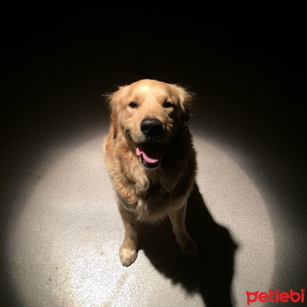 Golden Retriever, Köpek  Rocky Rocket Özgültekin fotoğrafı