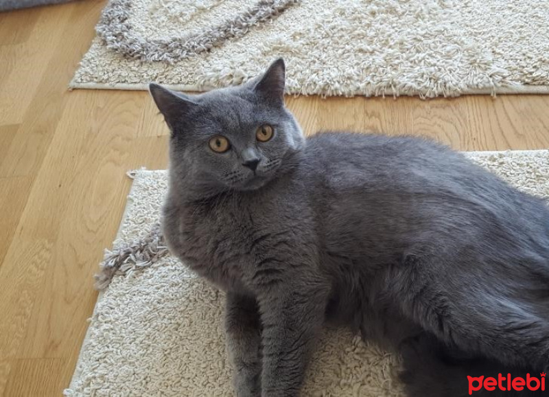 British Shorthair, Kedi  Duman fotoğrafı