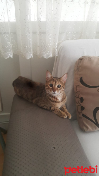 Tekir Kedi, Kedi  Minnoş fotoğrafı