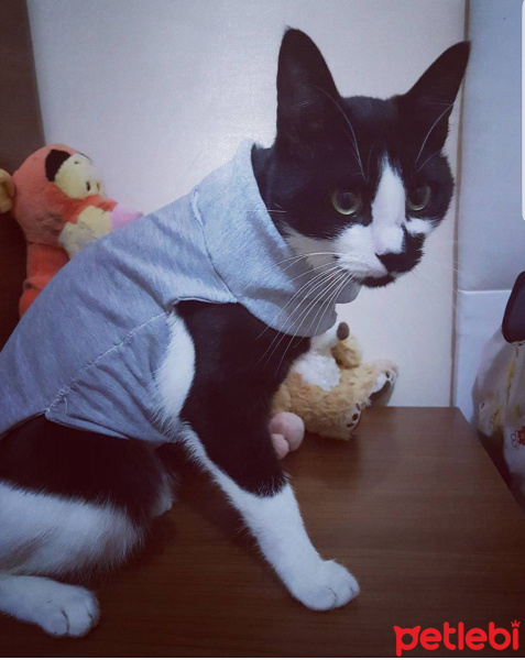 Tekir Kedi, Kedi  Ruzgar fotoğrafı