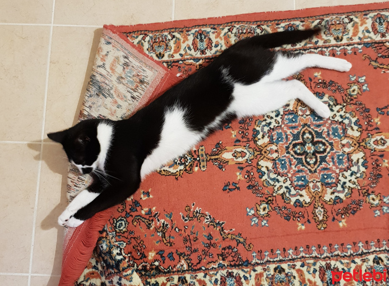Tekir Kedi, Kedi  Ruzgar fotoğrafı