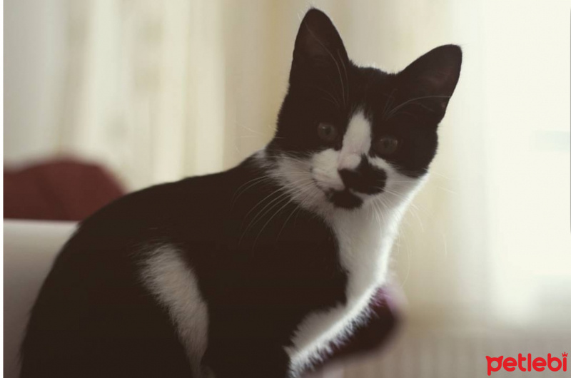 Tekir Kedi, Kedi  Ruzgar fotoğrafı