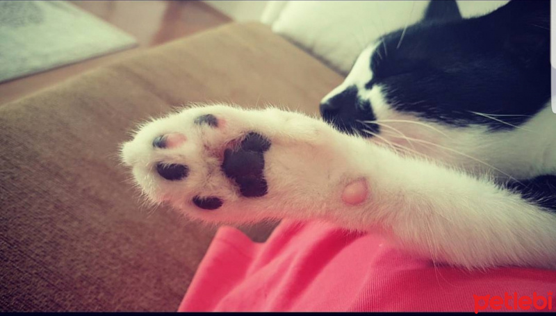 Tekir Kedi, Kedi  Ruzgar fotoğrafı