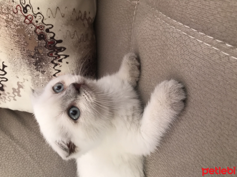 Scottish Fold, Kedi  Olaf fotoğrafı