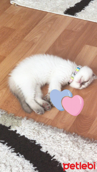 Scottish Fold, Kedi  Olaf fotoğrafı