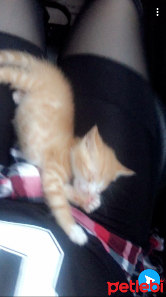 Tekir Kedi, Kedi  Bal fotoğrafı