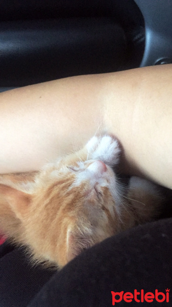 Tekir Kedi, Kedi  Bal fotoğrafı