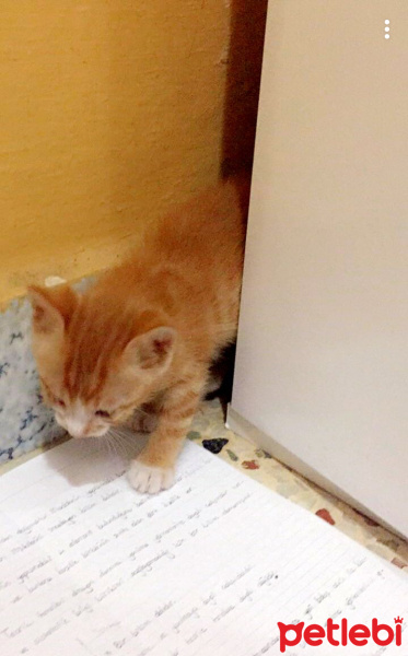 Tekir Kedi, Kedi  Bal fotoğrafı