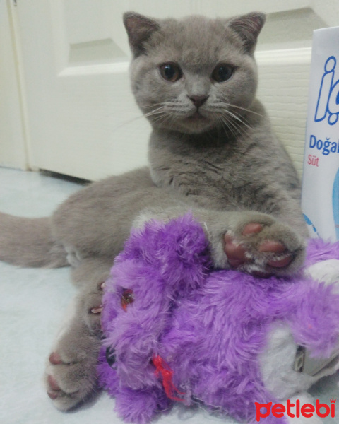 Scottish Fold, Kedi  Bulut fotoğrafı