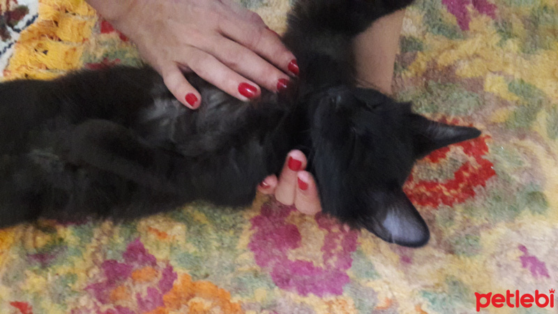 Tekir Kedi, Kedi  Pati fotoğrafı