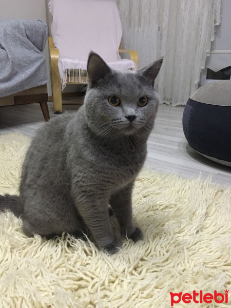 British Shorthair, Kedi  Duman fotoğrafı