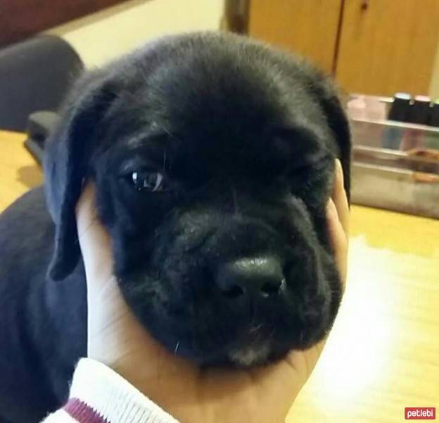 Cane Corso Italiano, Köpek  Gölge fotoğrafı