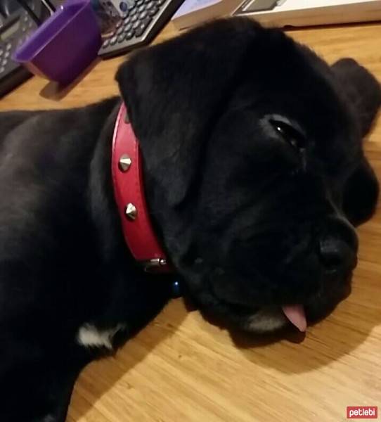 Cane Corso Italiano, Köpek  Gölge fotoğrafı