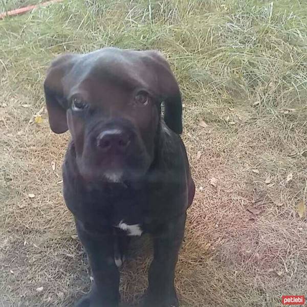 Cane Corso Italiano, Köpek  Gölge fotoğrafı