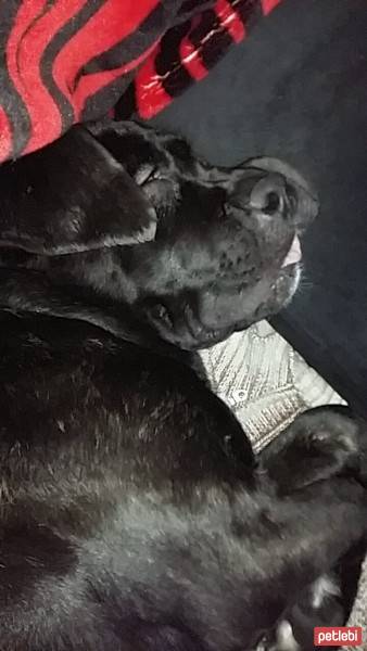 Cane Corso Italiano, Köpek  Gölge fotoğrafı