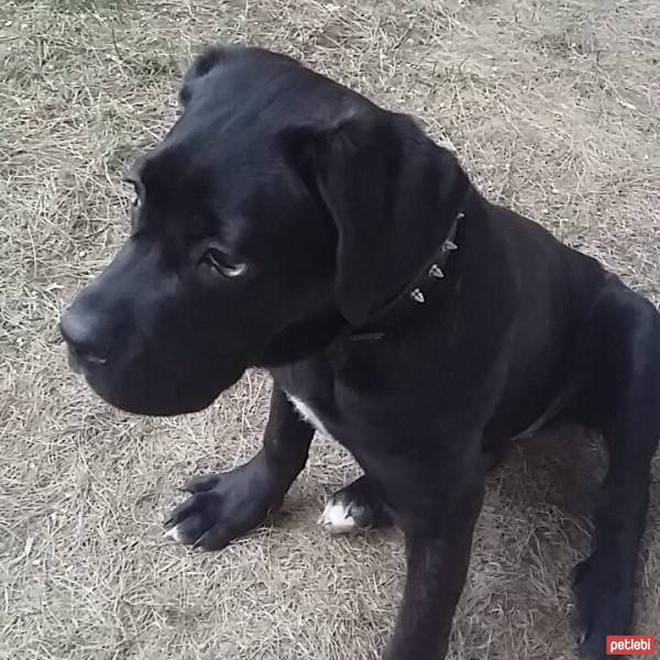 Cane Corso Italiano, Köpek  Gölge fotoğrafı