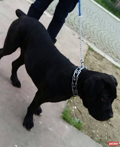 Cane Corso Italiano, Köpek  Gölge fotoğrafı