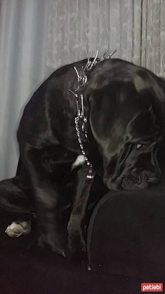 Cane Corso Italiano, Köpek  Gölge fotoğrafı