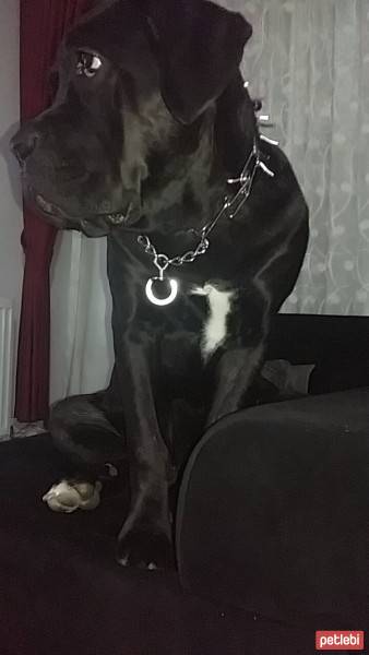 Cane Corso Italiano, Köpek  Gölge fotoğrafı